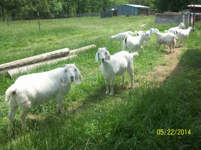 Pictures around the Farm - Double B Goat Farm Raising Registered Savanna Goats