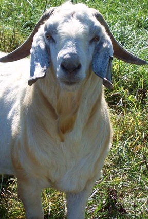 Double B Goat Farm Raising Registered Savanna Goats - Home
