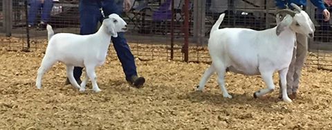 Double B Goat Farm Raising Registered Savanna Goats - Home