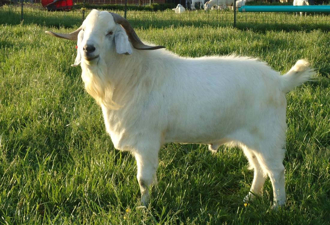 Reference Savanna Bucks - Double B Goat Farm Raising Registered Savanna ...